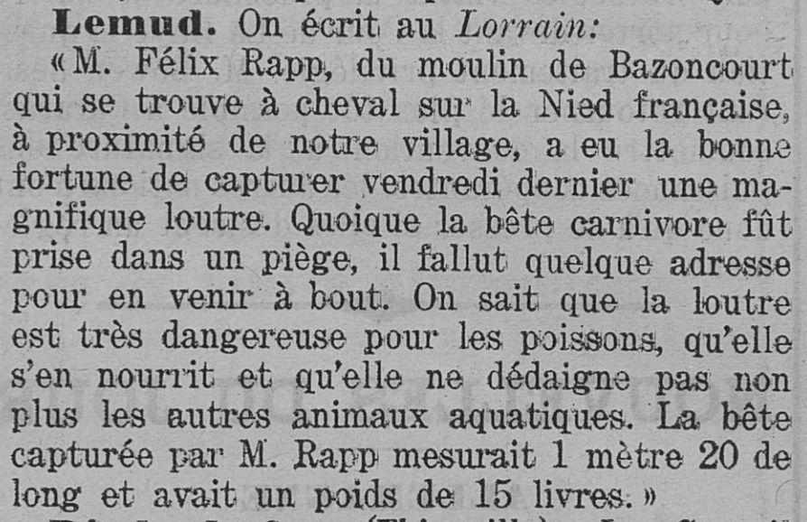 Loutre de 1,20 m dans la Nied française